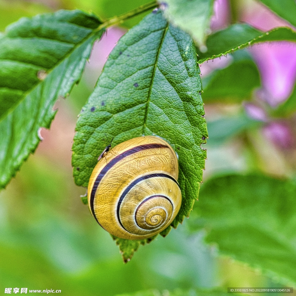 蜗牛