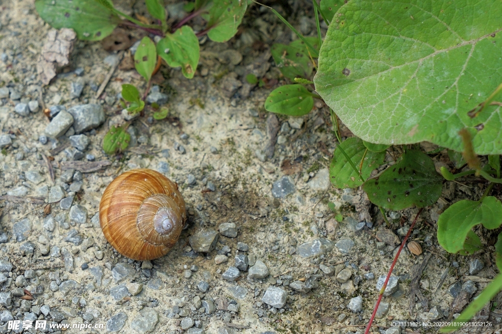 蜗牛