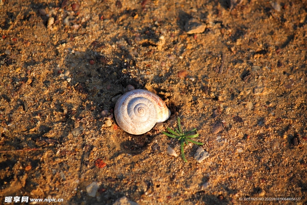 蜗牛