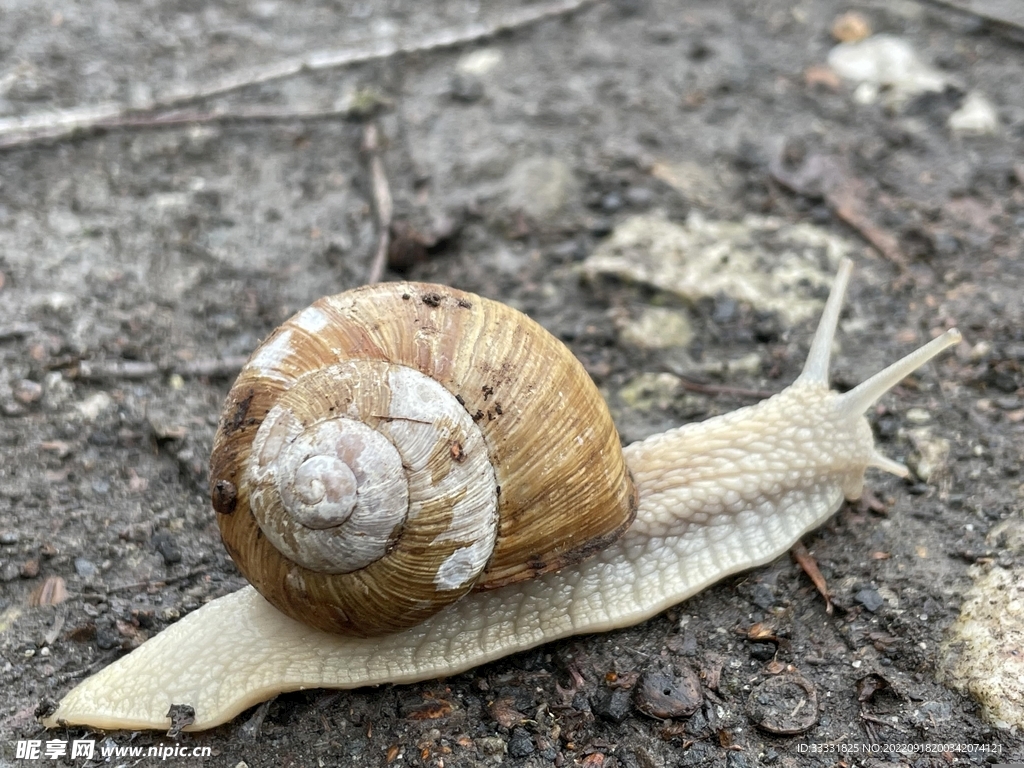 蜗牛