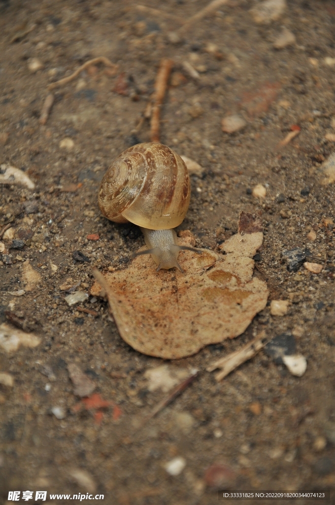 蜗牛