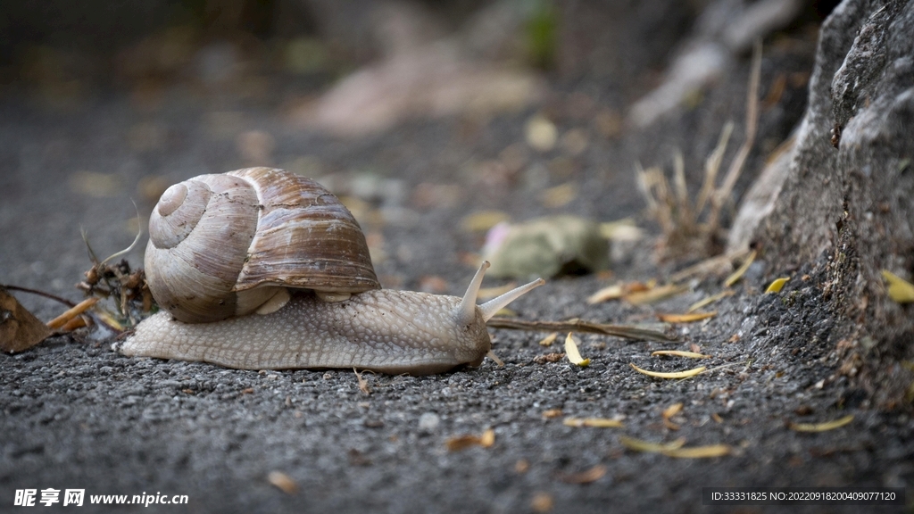 蜗牛
