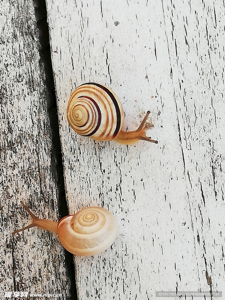 蜗牛