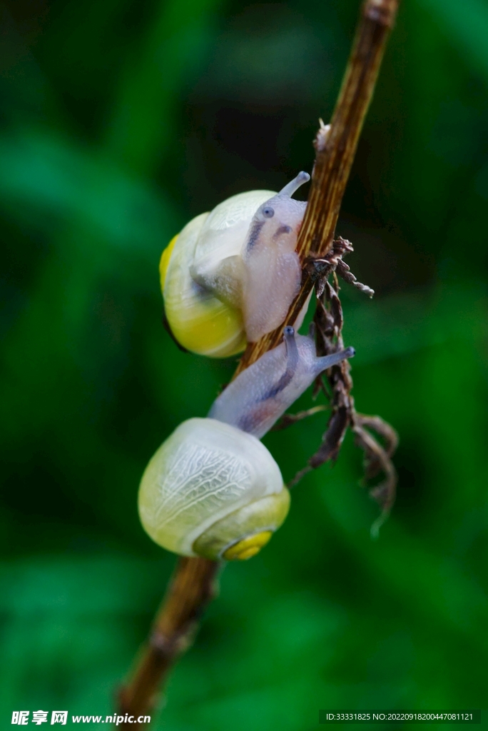 蜗牛
