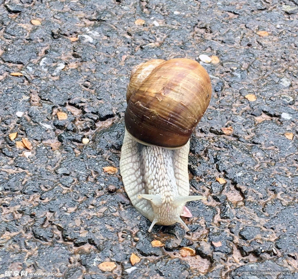 蜗牛