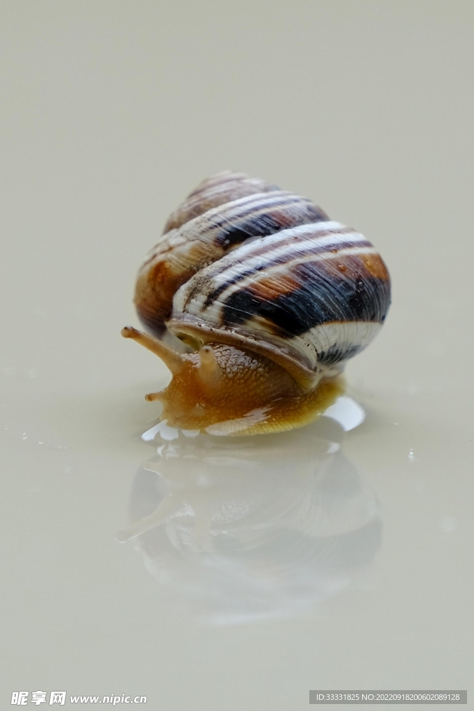 蜗牛