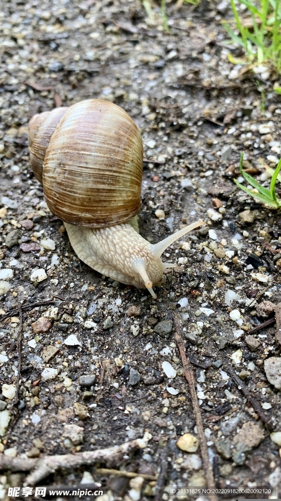 蜗牛