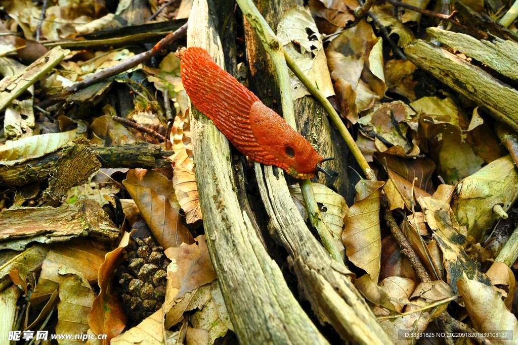 蜗牛