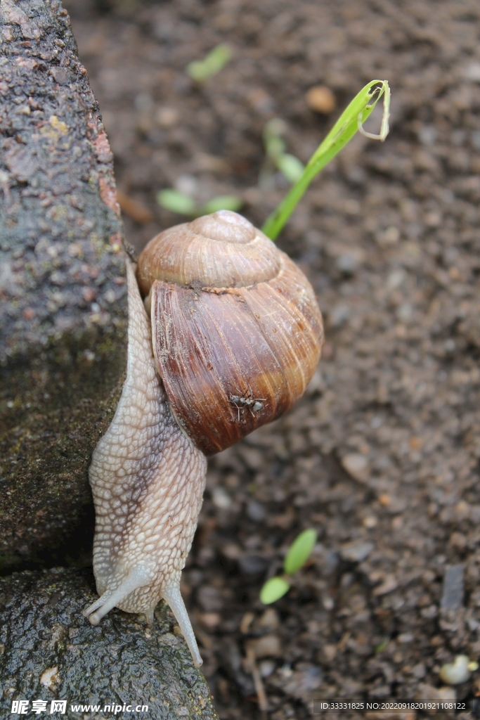 蜗牛