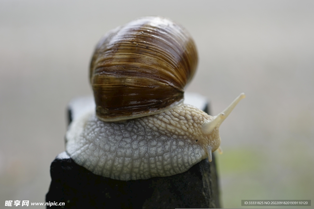 蜗牛