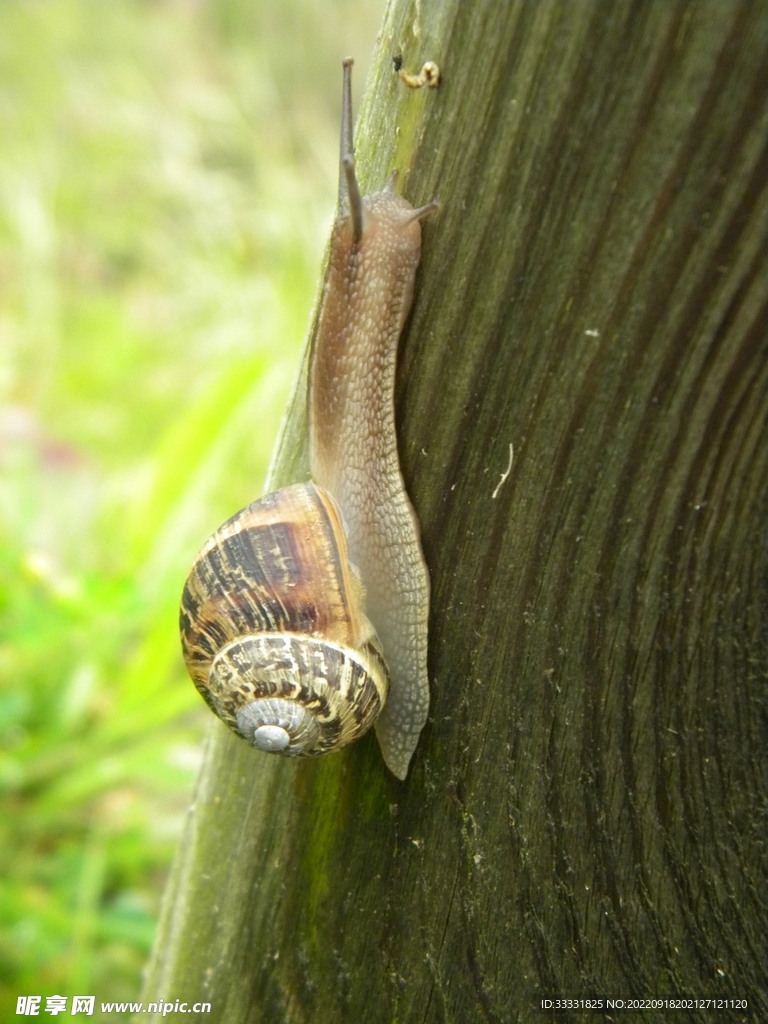 蜗牛