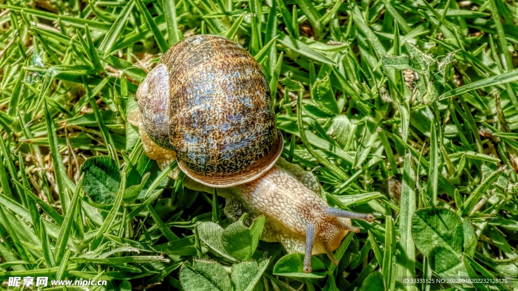 蜗牛