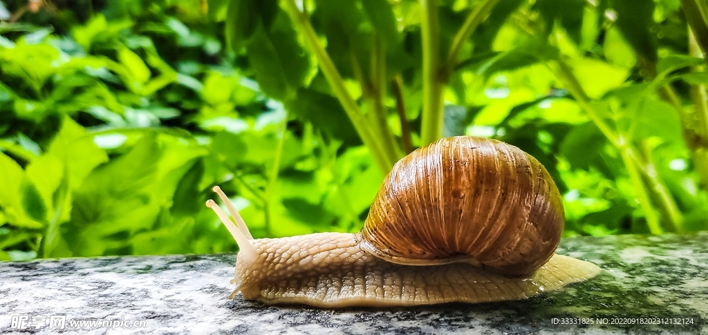 蜗牛