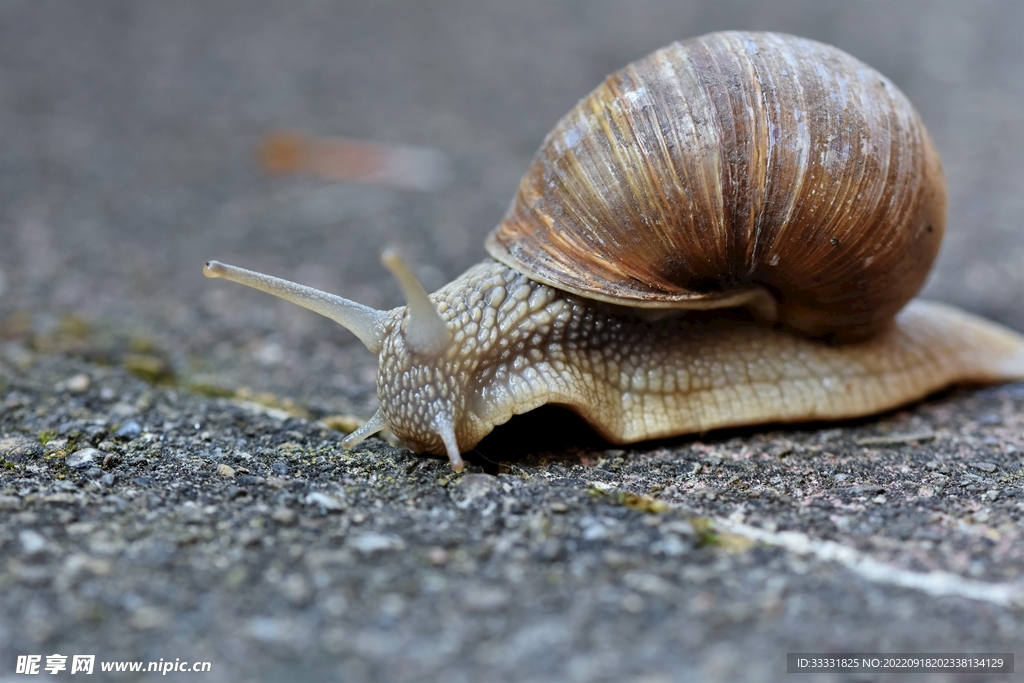蜗牛