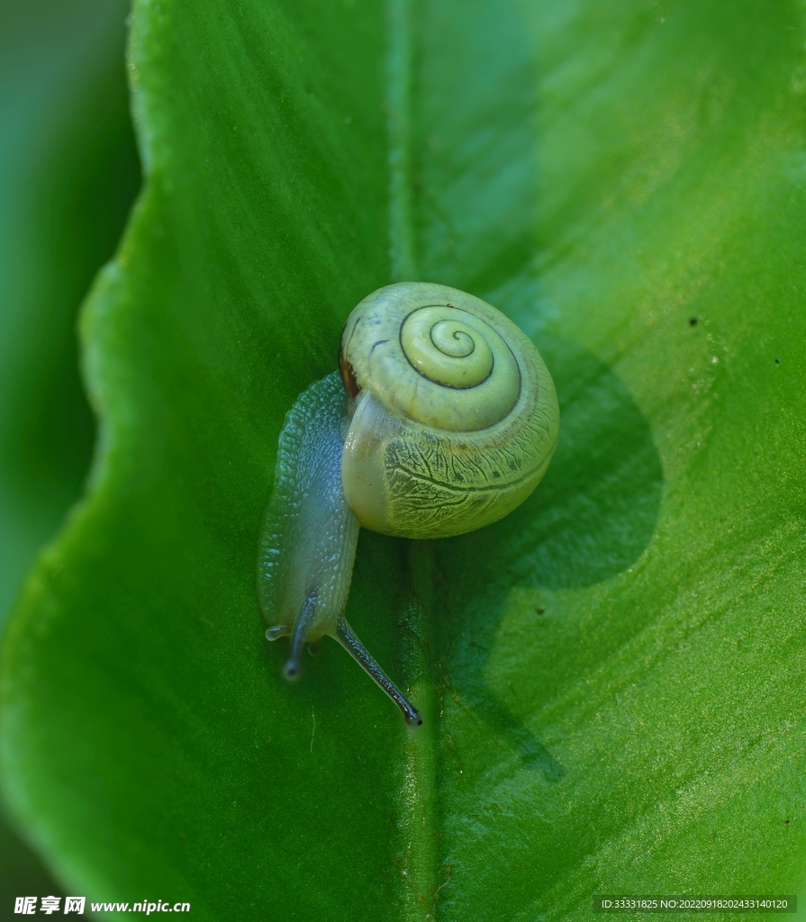 蜗牛