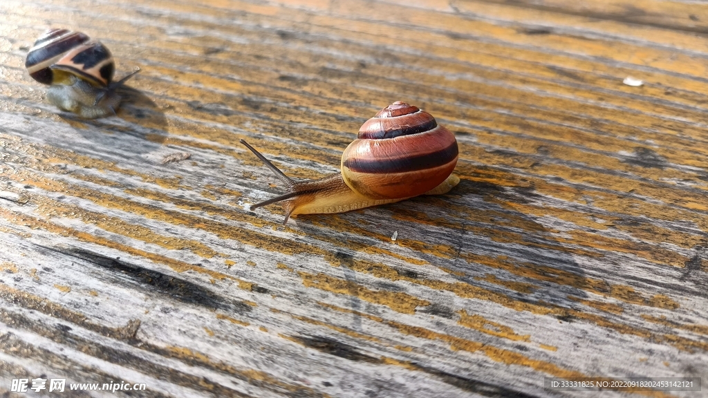 蜗牛
