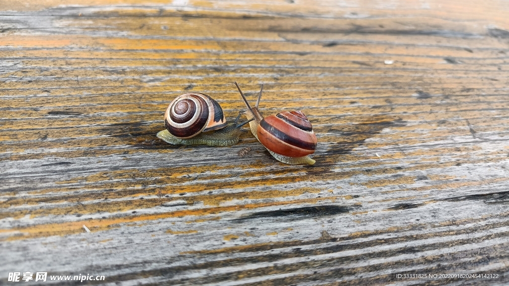 蜗牛