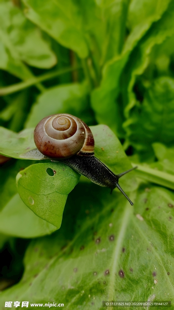 蜗牛