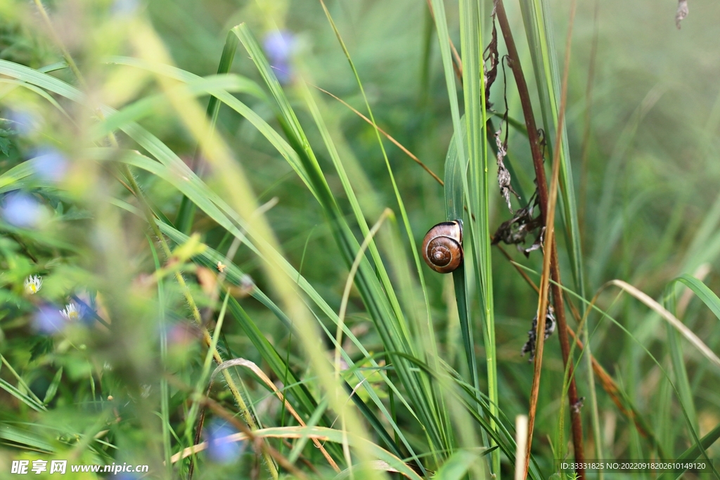 蜗牛