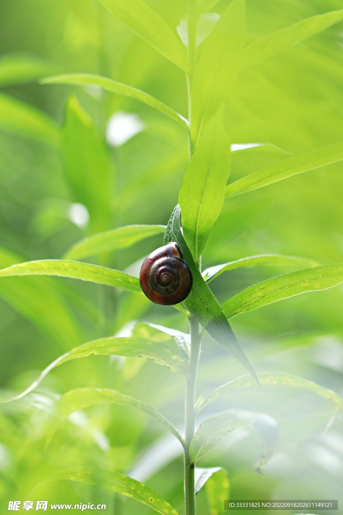 蜗牛