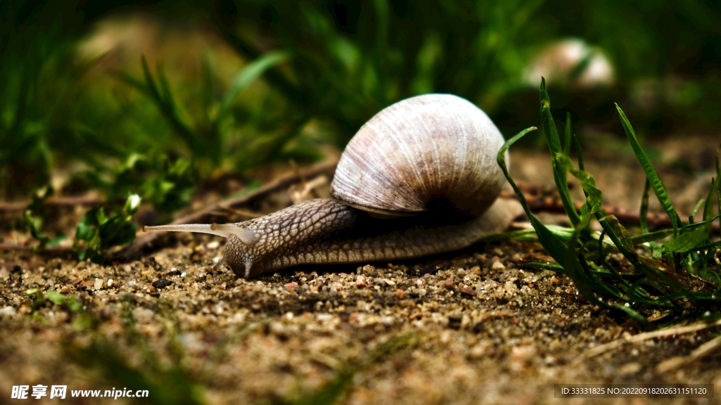 蜗牛