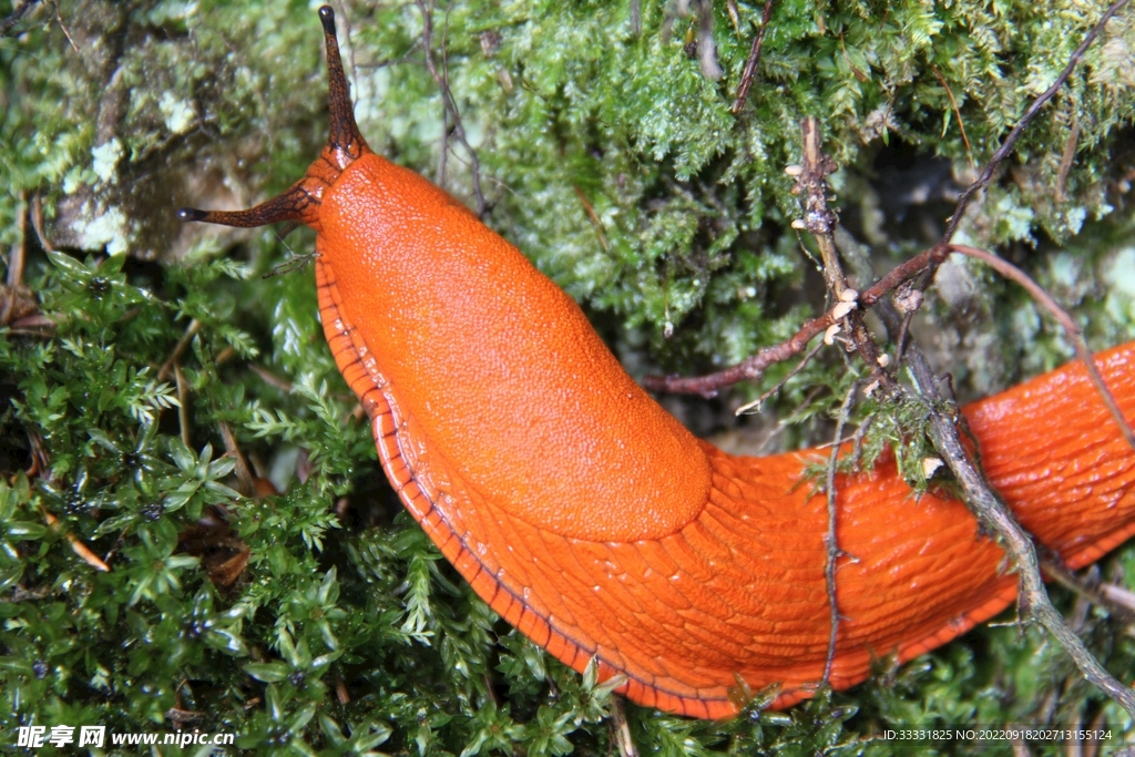 蜗牛