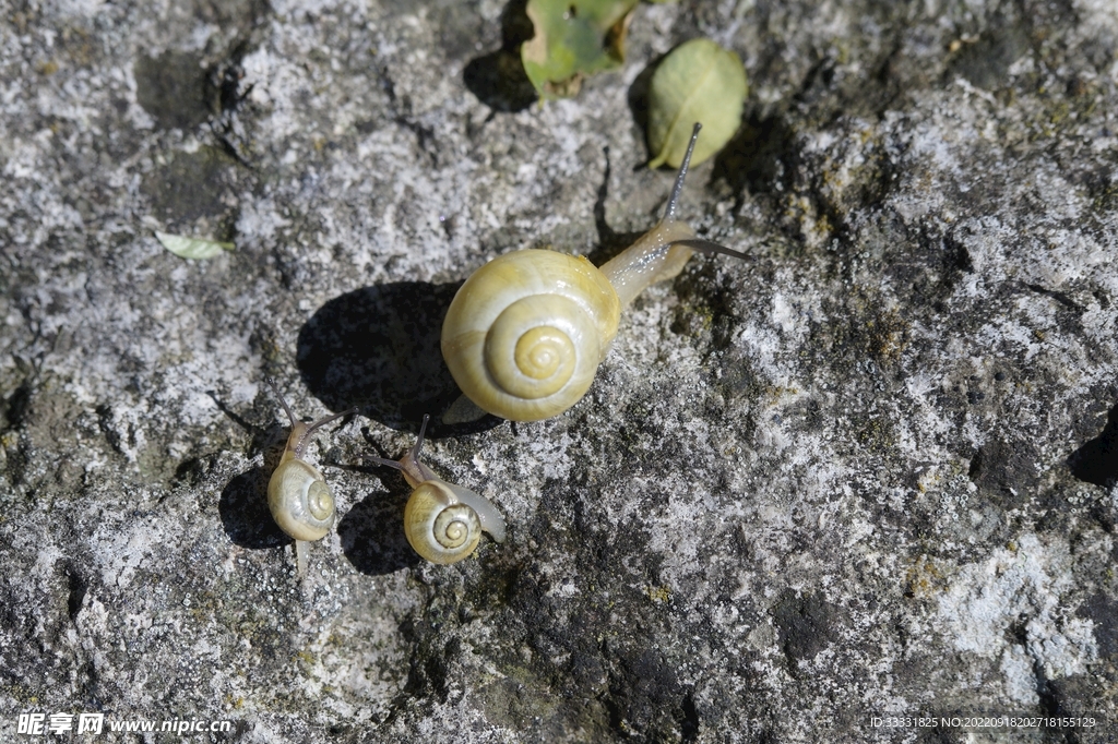 蜗牛