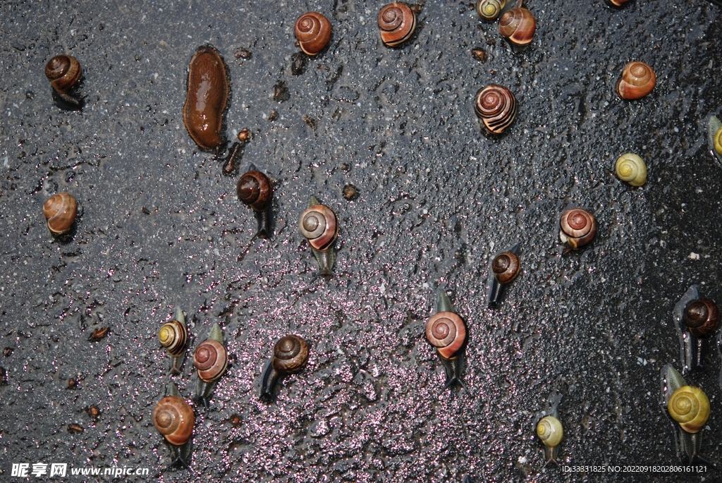 蜗牛