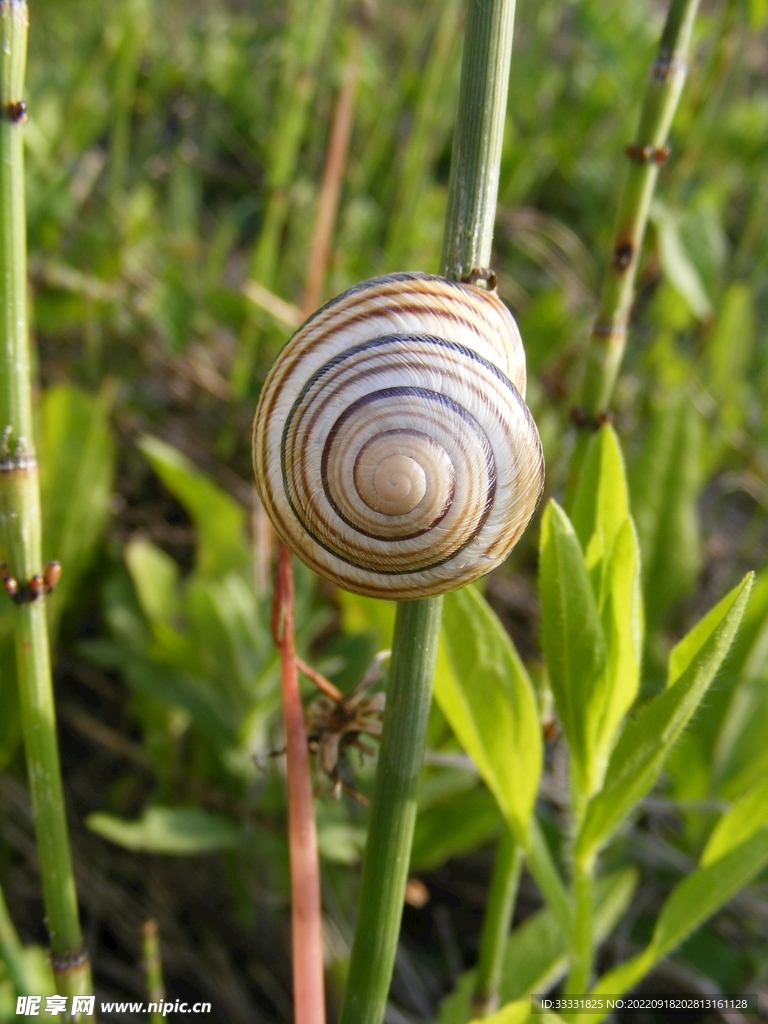 蜗牛