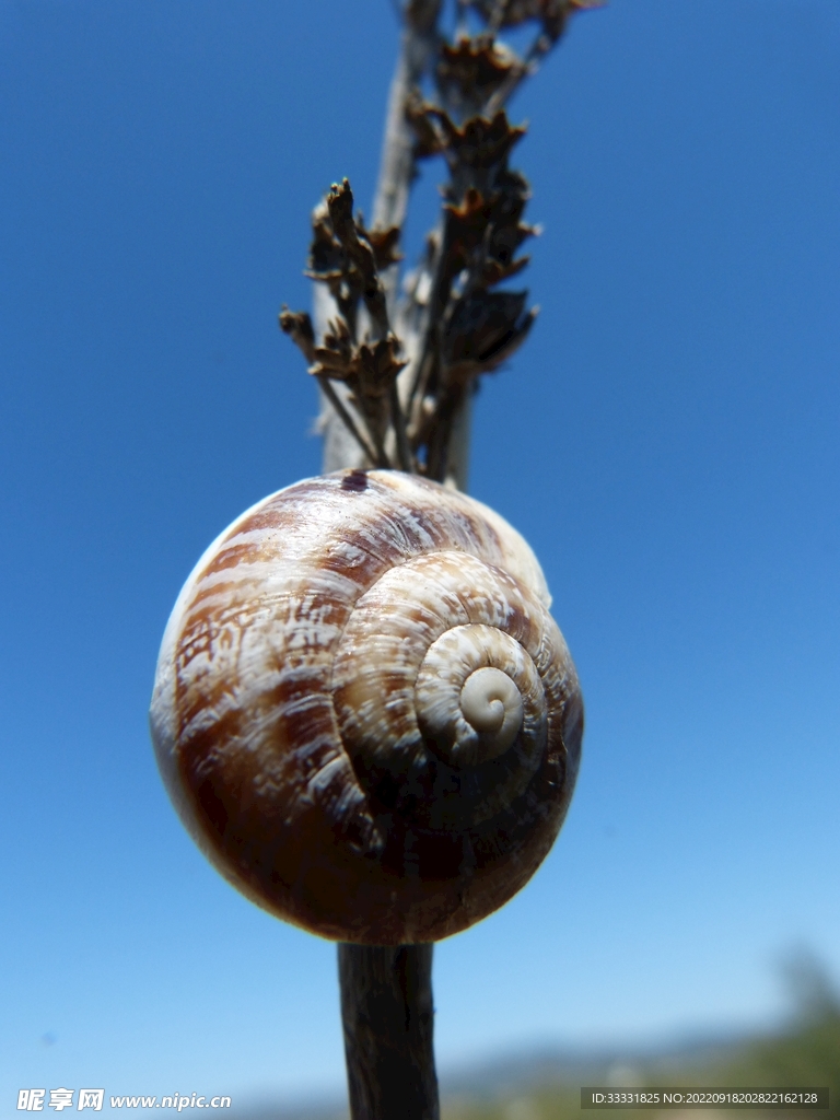 蜗牛