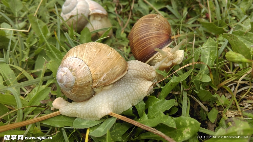 蜗牛