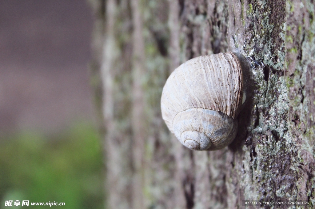 蜗牛