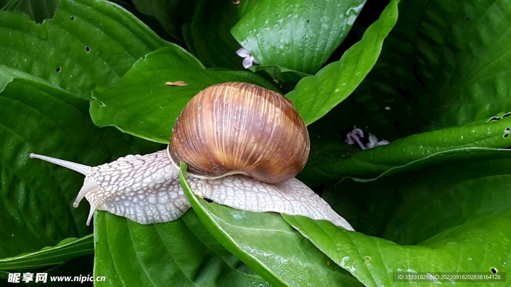 蜗牛