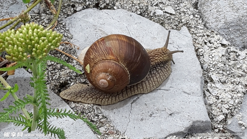 蜗牛