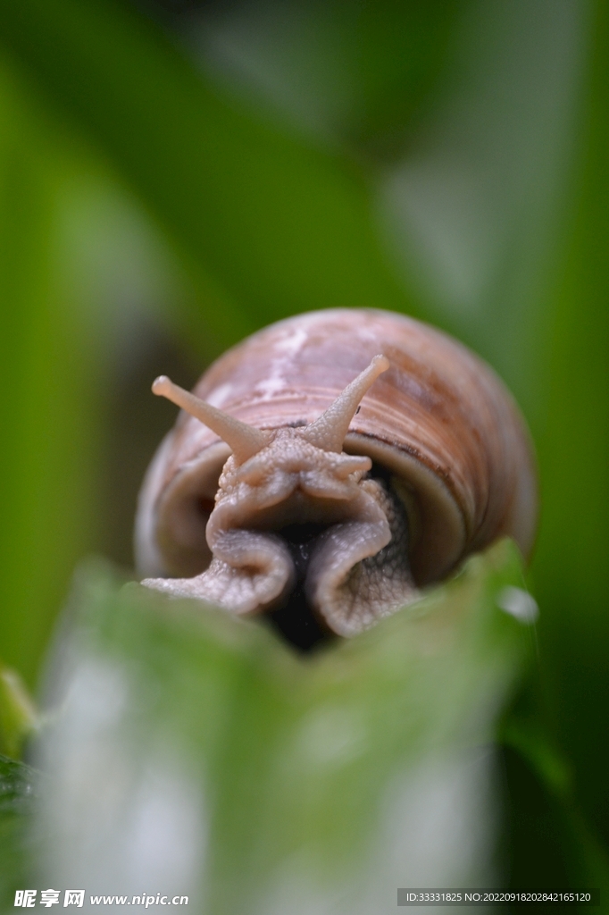 蜗牛