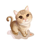 插画 猫