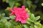 杜鹃花