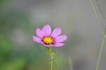 格桑花