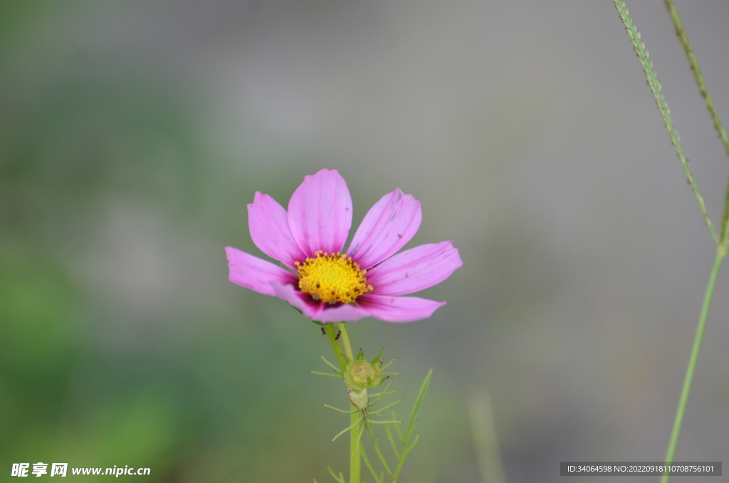 格桑花