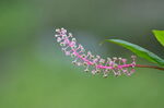野花花蕾