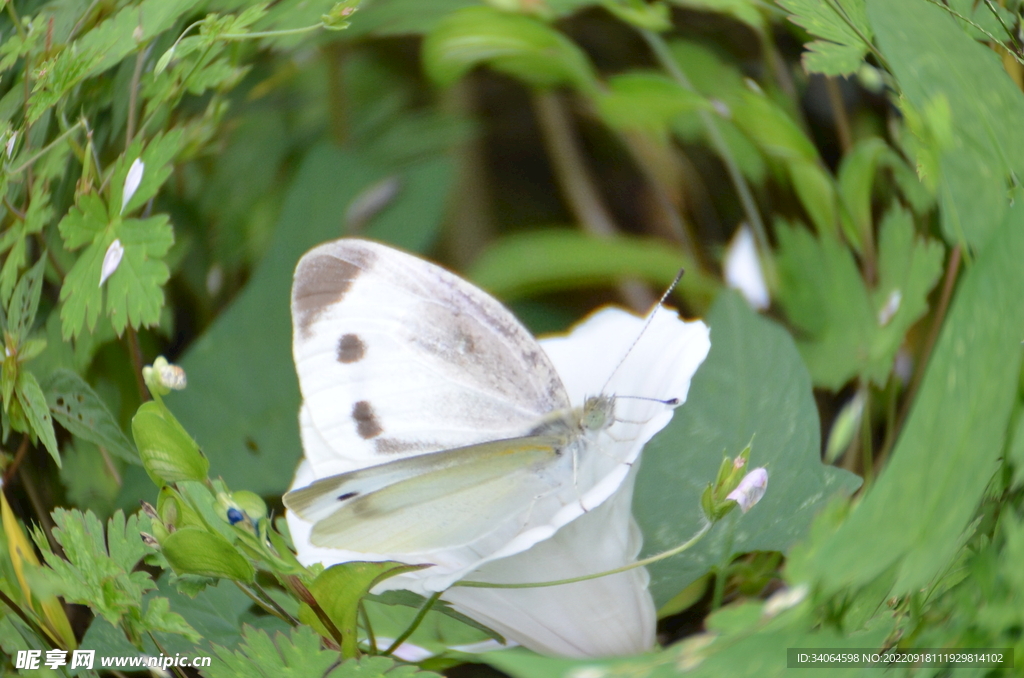 蝴蝶与野花