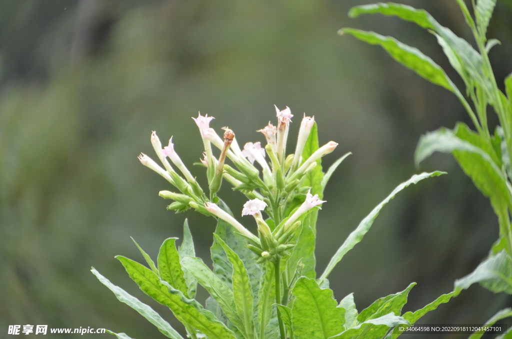 烟叶苗开花