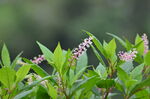 野花野草