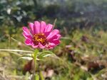 小红花