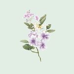 手绘花
