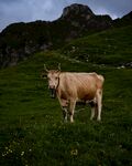 山坡上的大黄牛