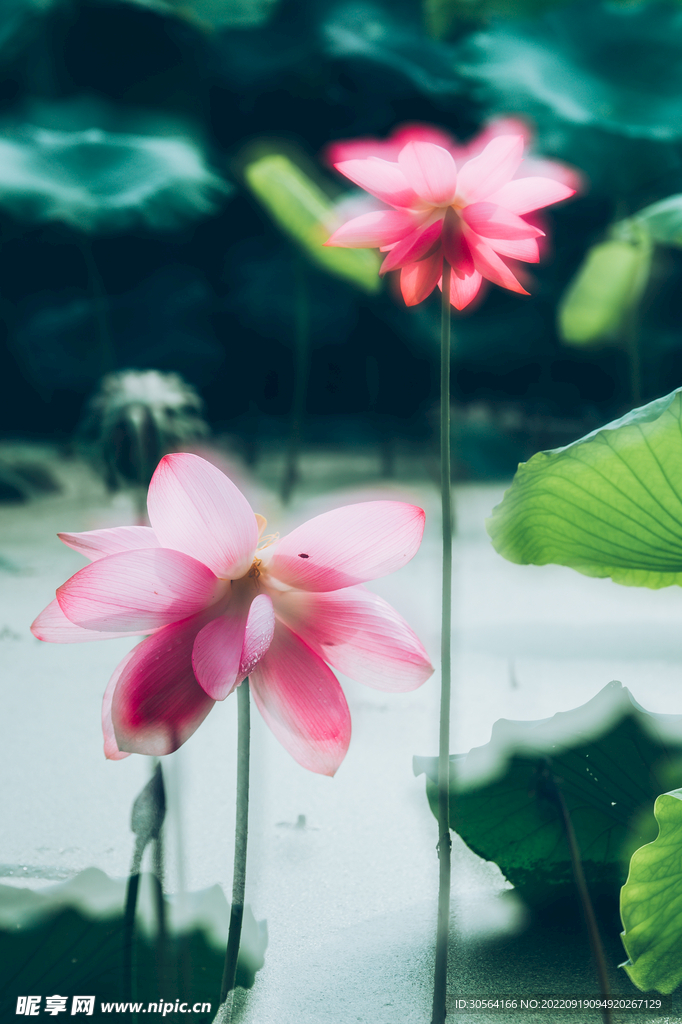 荷花