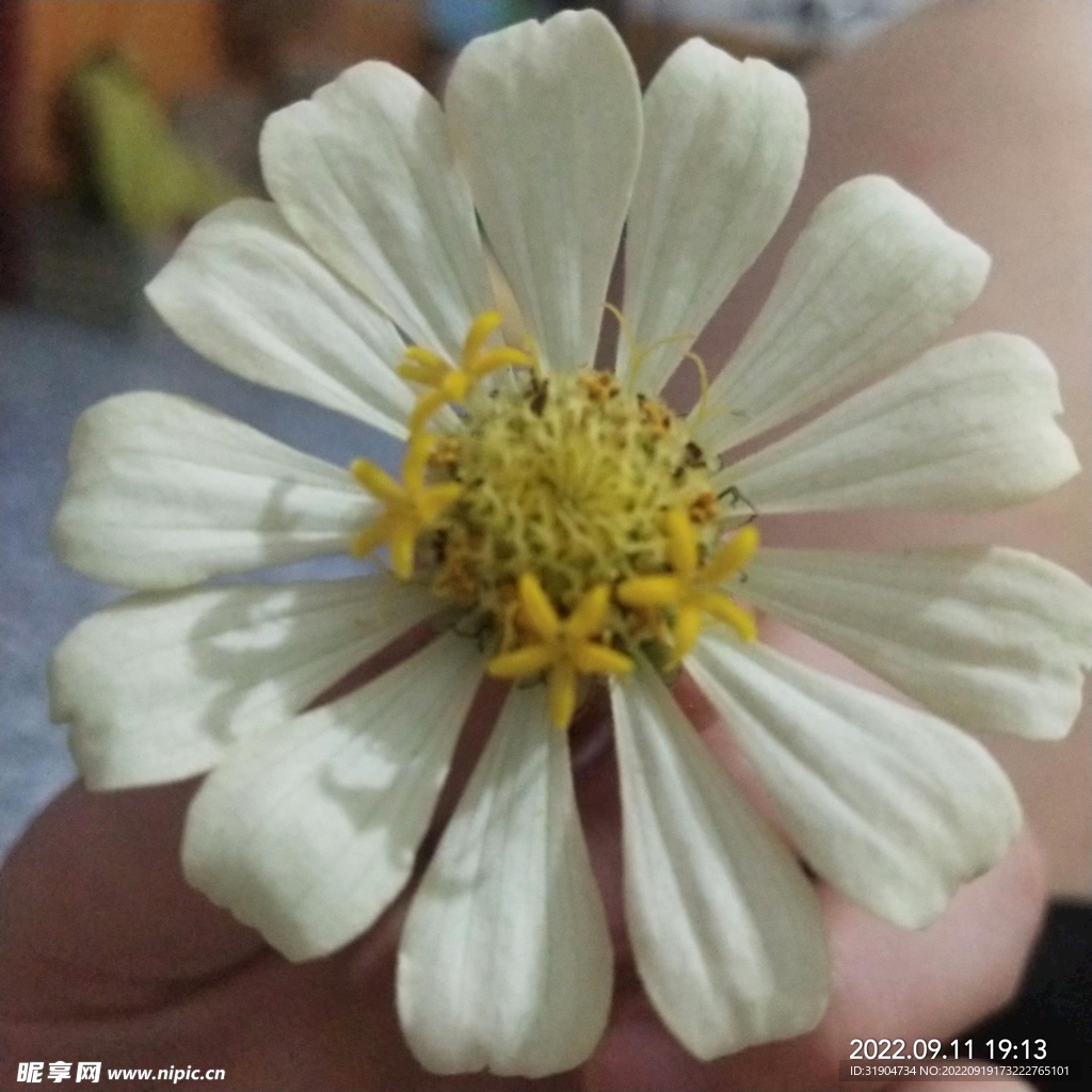 花
