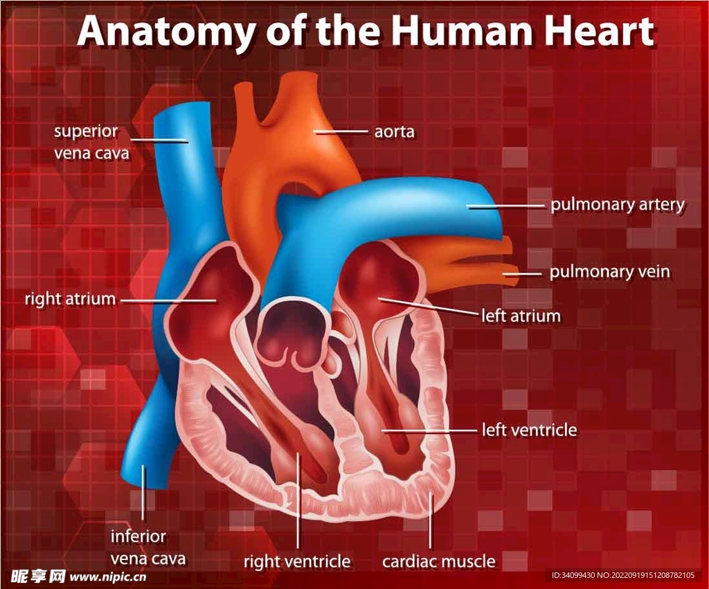 心脏解剖图