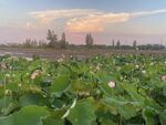 荷花与夕阳
